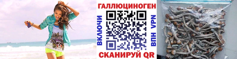 Галлюциногенные грибы Psilocybe  Сурск 